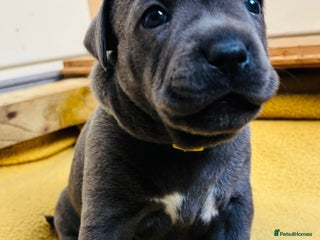 Staffordshire Bull Terrier dogs - Advert 3