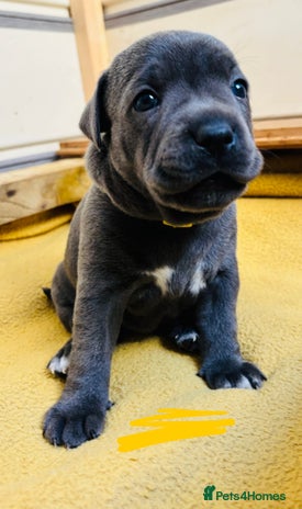 Staffordshire Bull Terrier dogs - Advert 3