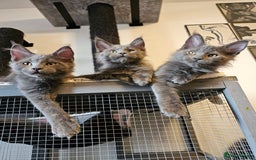 Maine Coon cats for sale: 🔥*Stunning Litter of 8💎Solid Blue Maine Coon*🔥  - Image 12
