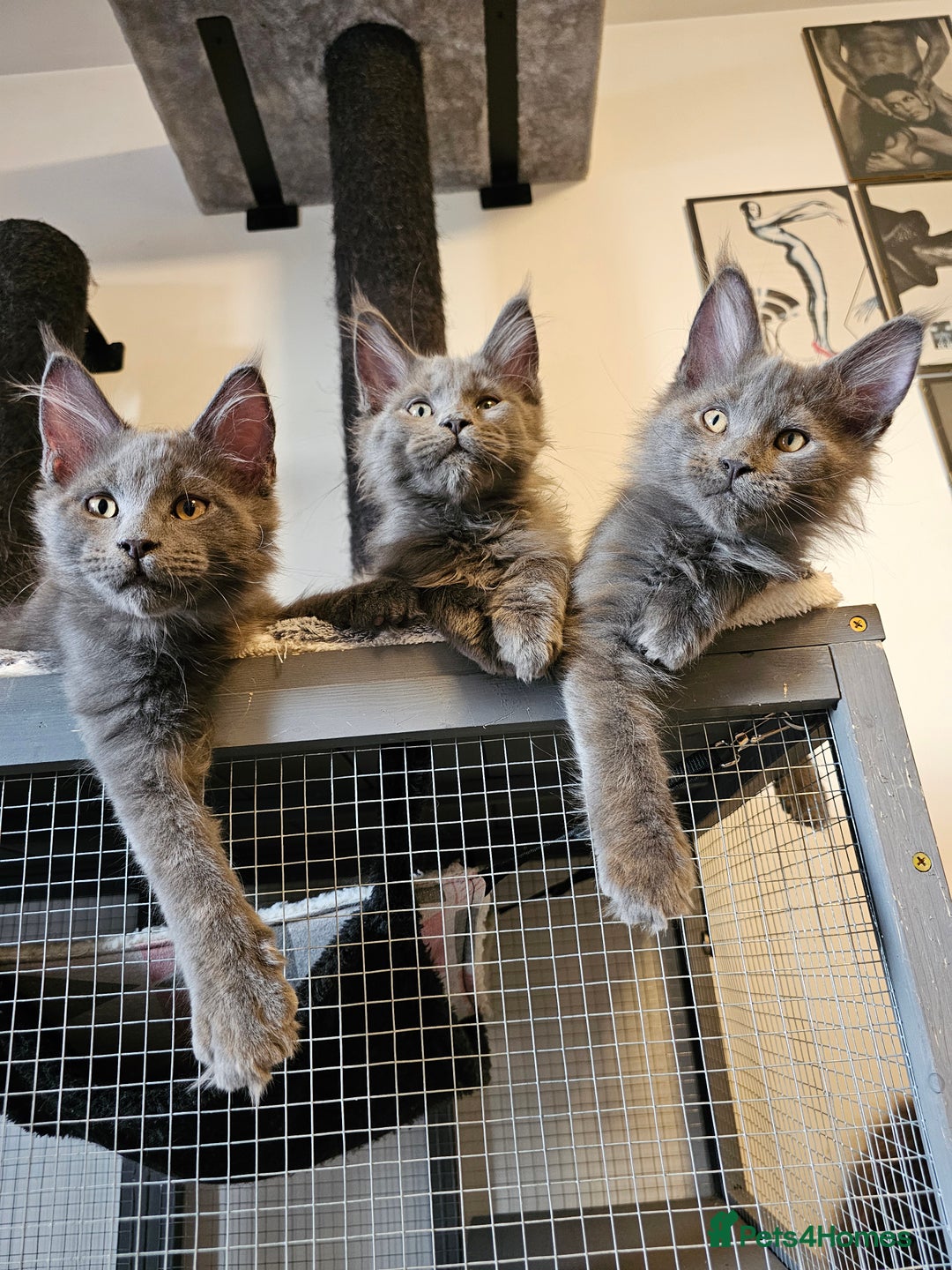 Maine Coon cats for sale: 🔥*Stunning Litter of 8💎Solid Blue Maine Coon*🔥  - Image 12