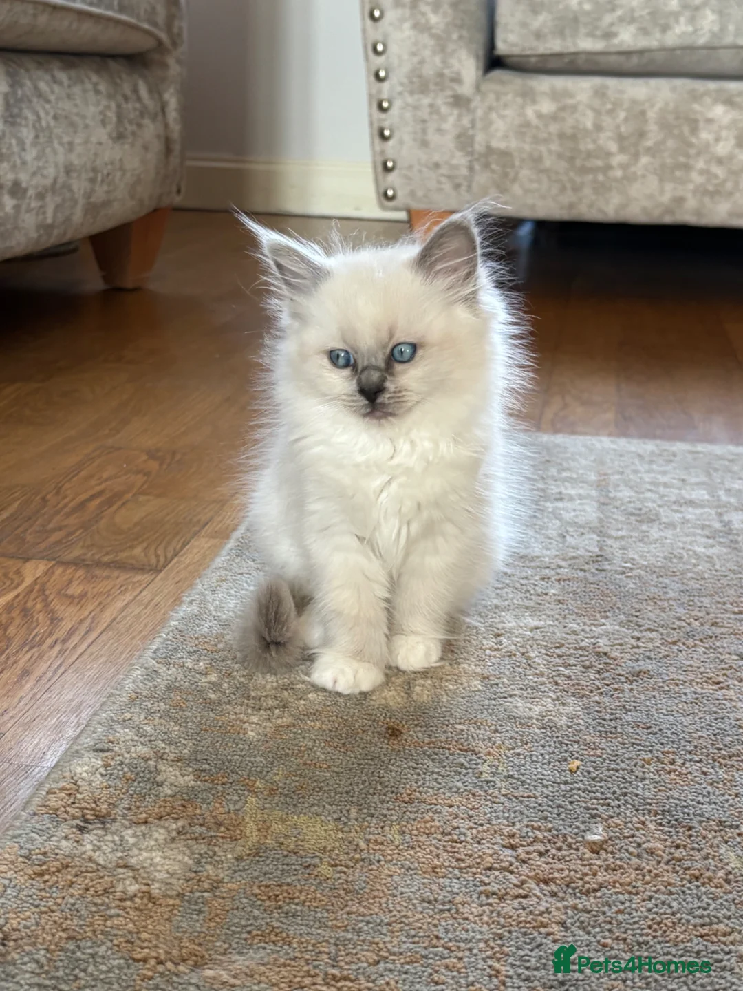 Ragdoll cats for sale: Gorgeous European Blue mitted ragdoll Girl - Advert 2