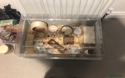 Hamster rodents for sale: Male Syrian hamster and enclosure for sale ! 🐹 - Image 6