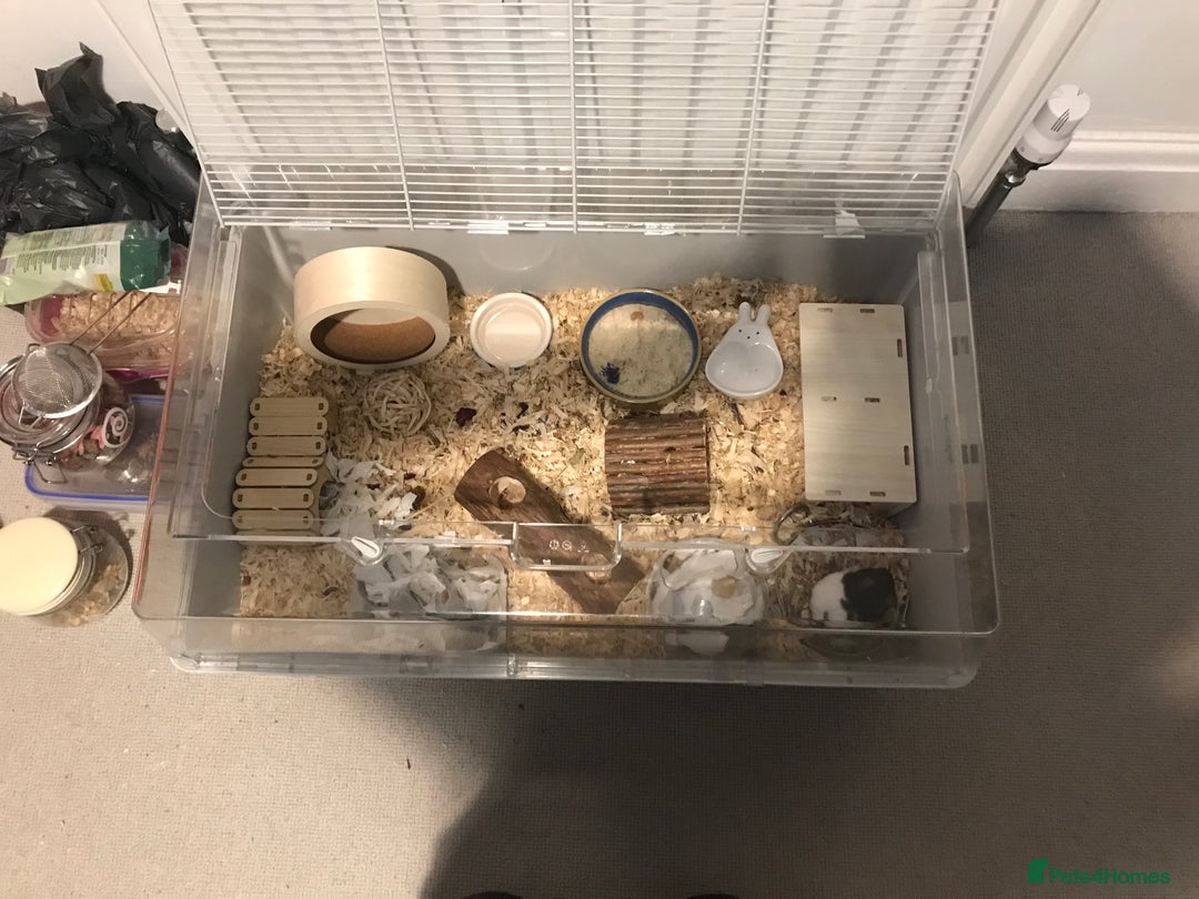 Hamster rodents for sale: Male Syrian hamster and enclosure for sale ! 🐹 - Image 6
