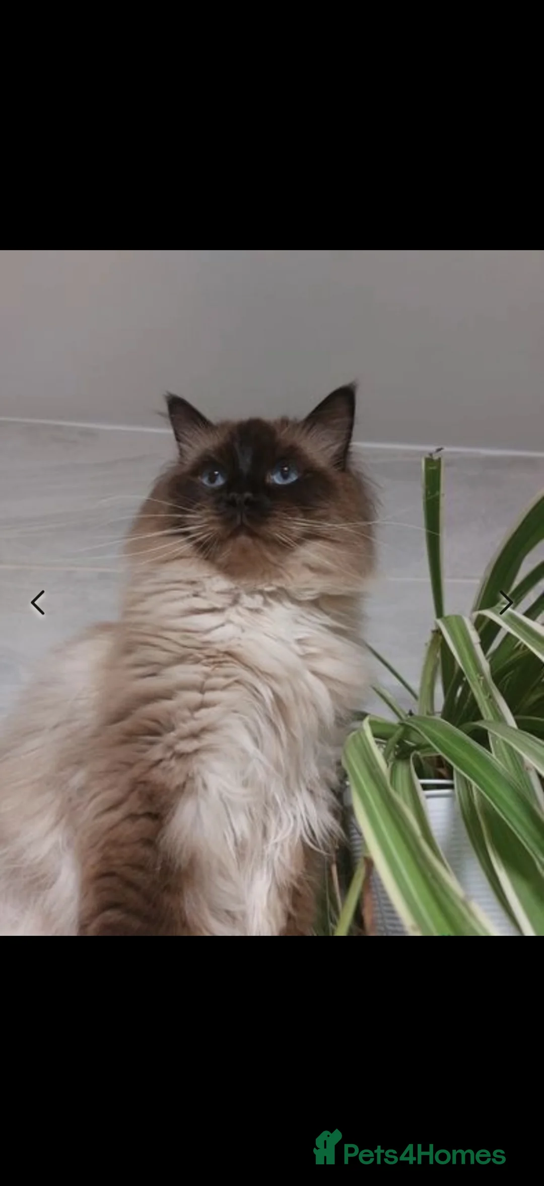 Ragdoll cats for sale: Chunky and Very Fluffy Ragdoll Kittens - Advert 28