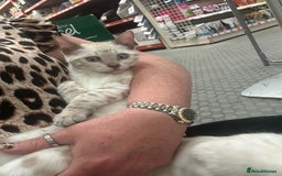 Bengal cats for sale: Two incredibly friendly TICA reg kittens  in Darwen - Image 30