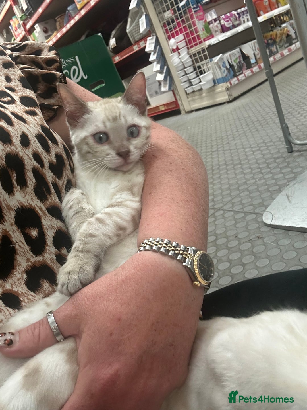 Bengal cats for sale: Two incredibly friendly TICA reg kittens  in Darwen - Image 30