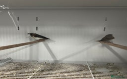 Finches birds for sale: Various Range Stunning Baby Finches  - Image 8