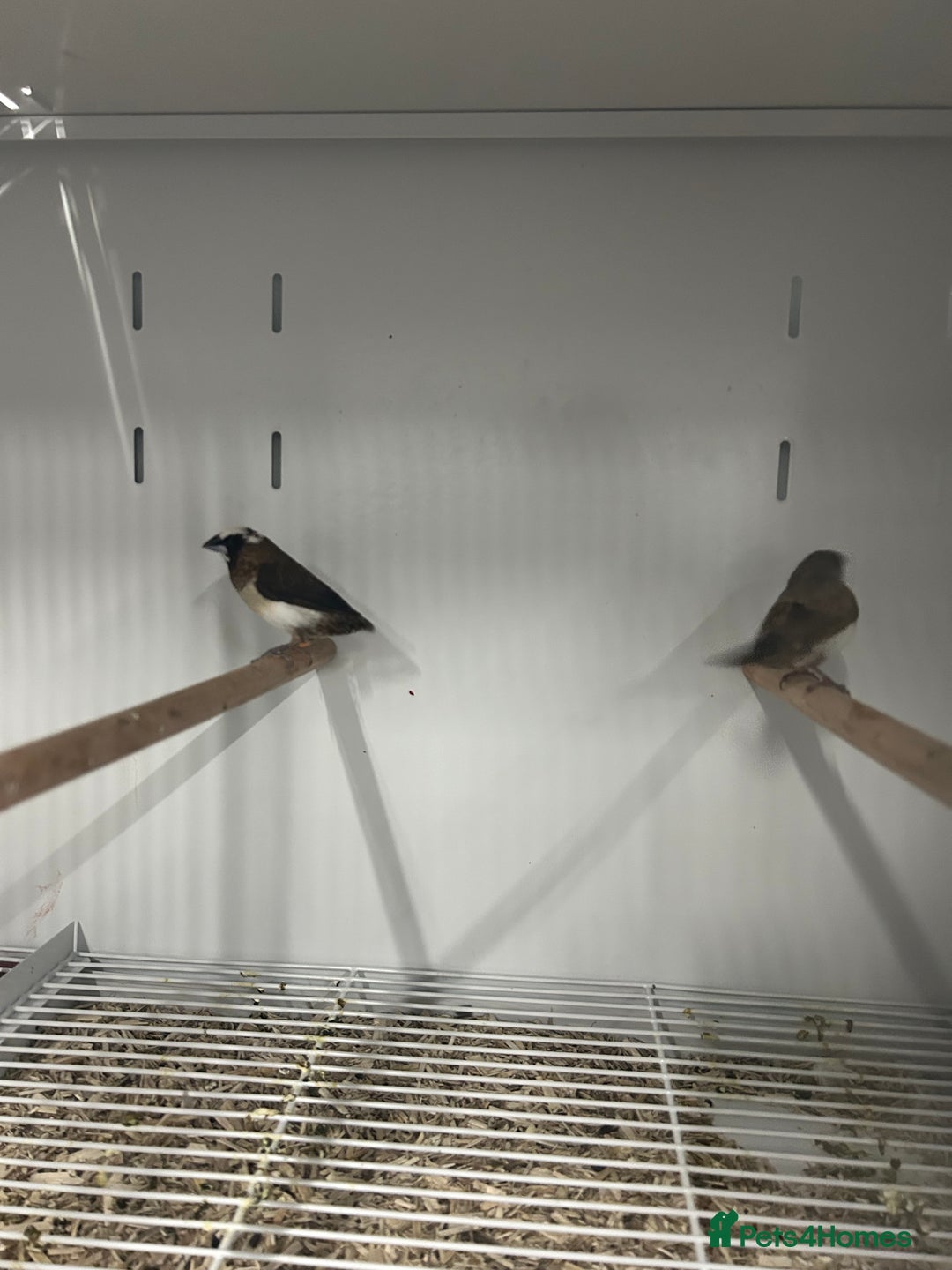 Finches birds for sale: Various Range Stunning Baby Finches  - Image 8