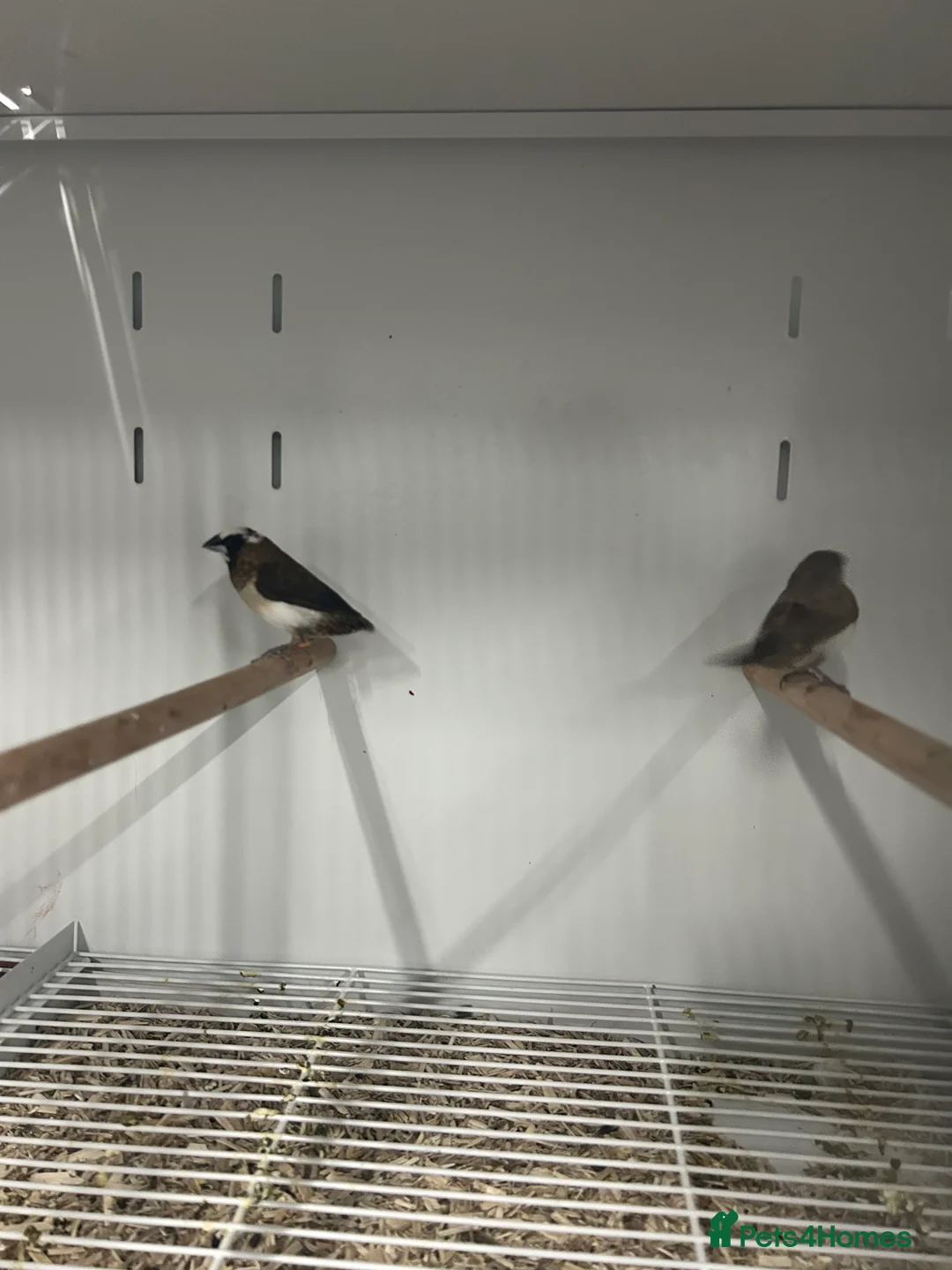 Finches birds for sale: Various Range Stunning Baby Finches  - Advert 8