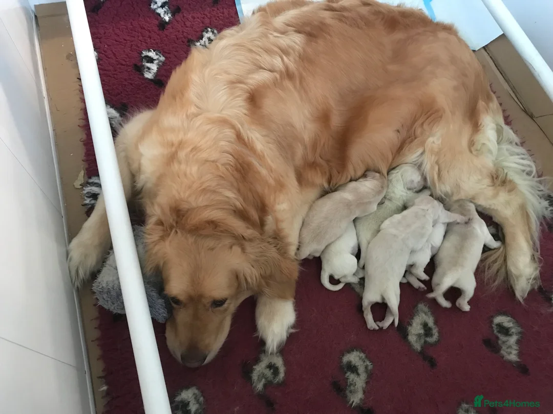 Golden Retriever dogs for sale: Kc reg beautiful puppies  - Advert 3