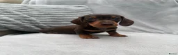 Miniature Dachshund dogs for sale: Gorgeous KC registered Miniature Dachshunds   - Advert 18