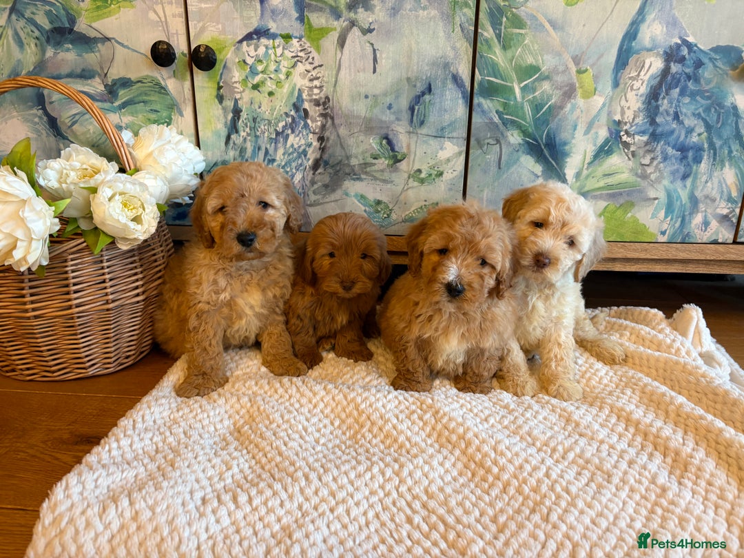 Cockapoo dogs for sale: Cockapoo F1b show type pups, PRIZEWINNING LINES - Advert 6