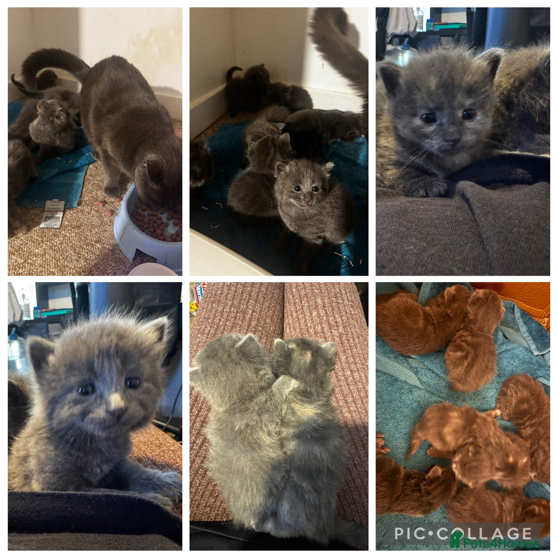 Russian Blue cats Mixed blue Russian kittens - Advert 3