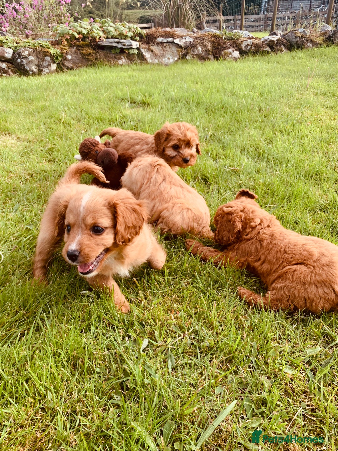 Cavapoo dogs for sale: Beautiful Cavapoo puppies  - Image 13