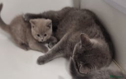 British Shorthair cats for sale: Gorgeous litter British Shorthair kittens  - Image 5
