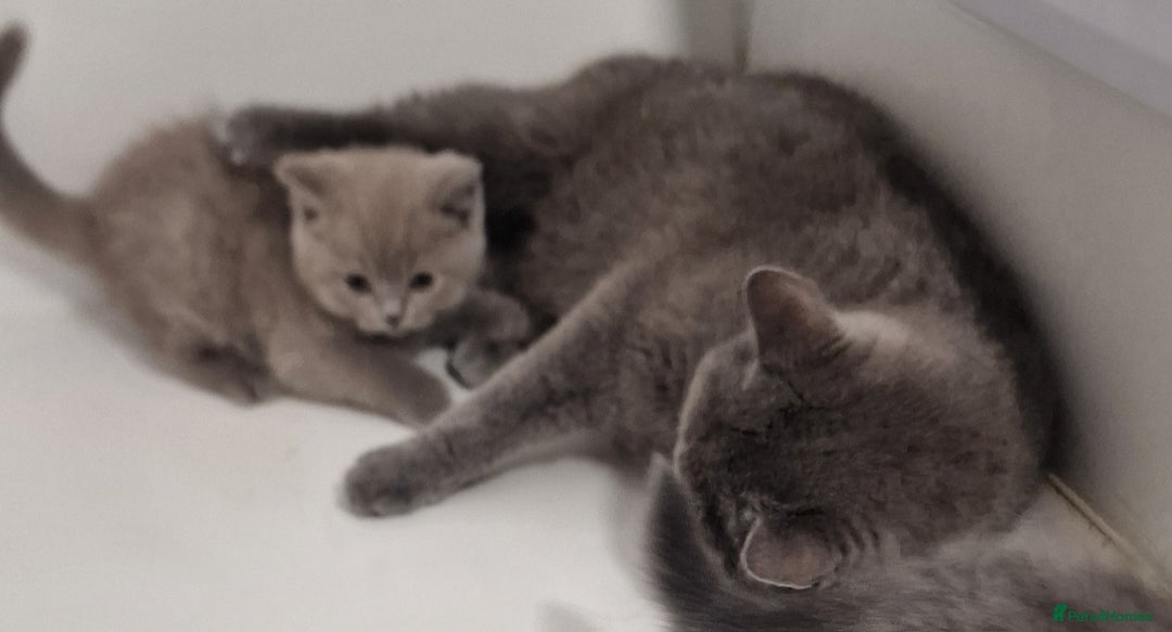 British Shorthair cats for sale: Gorgeous litter British Shorthair kittens  - Image 5
