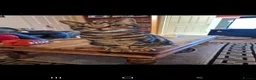 Toybob cats for sale: 6 years old Tabby cat for rehome in Leamington Spa - Advert 2