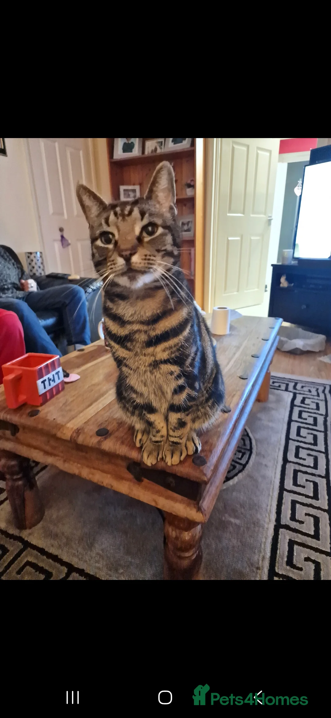 Toybob cats for sale: 6 years old Tabby cat for rehome in Leamington Spa - Advert 2