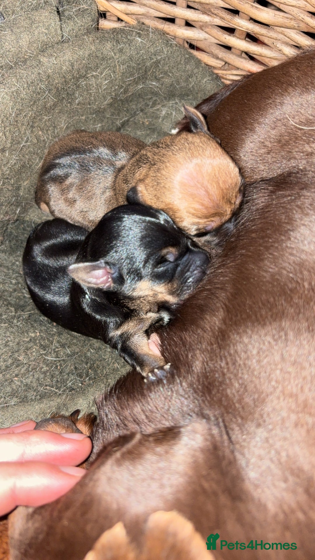 Mixed Breed dogs for sale: Dachshund x Chihuahua - Advert 3