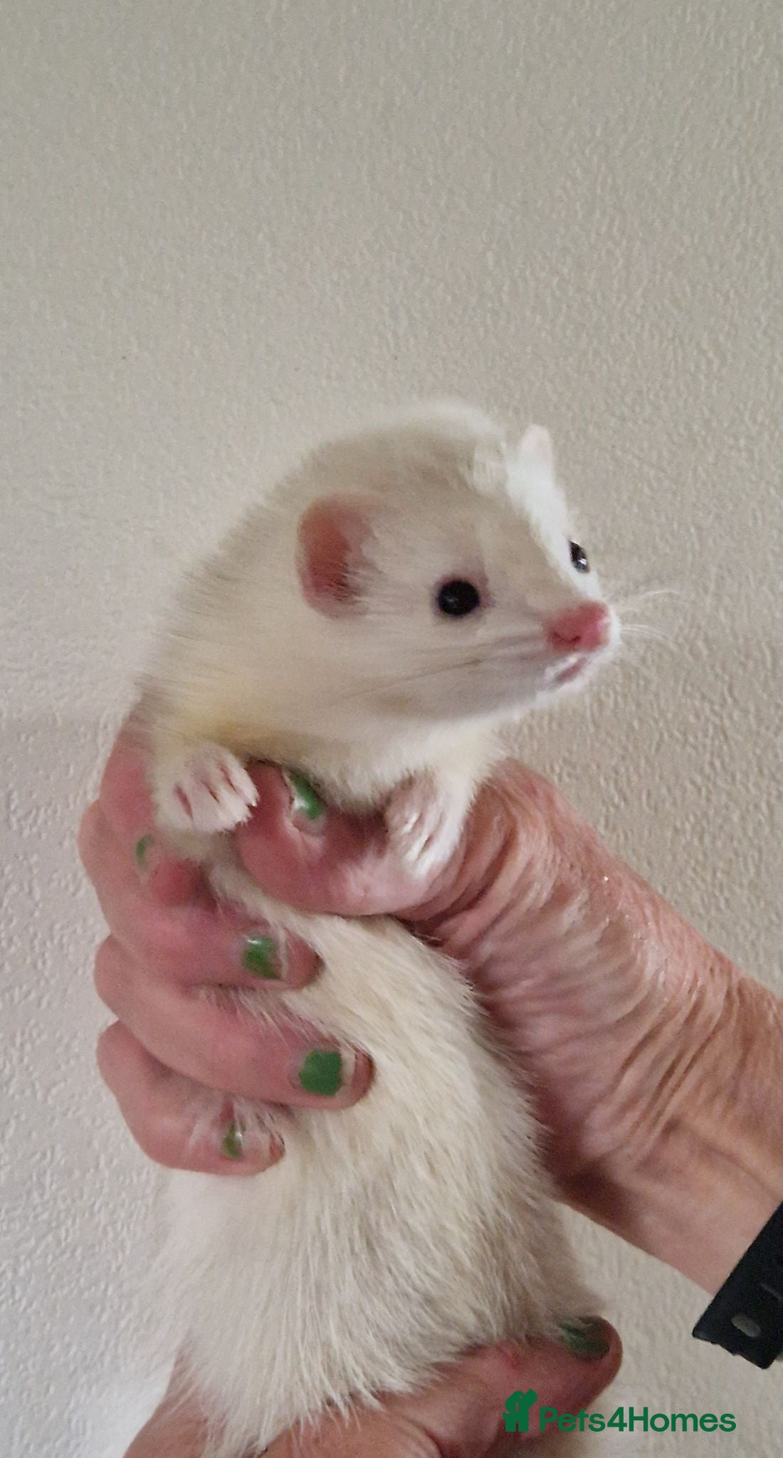 Ferret rodents Micro Ferrets - Advert 1