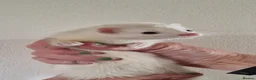 Ferret rodents for sale: Micro Ferrets - Advert 1