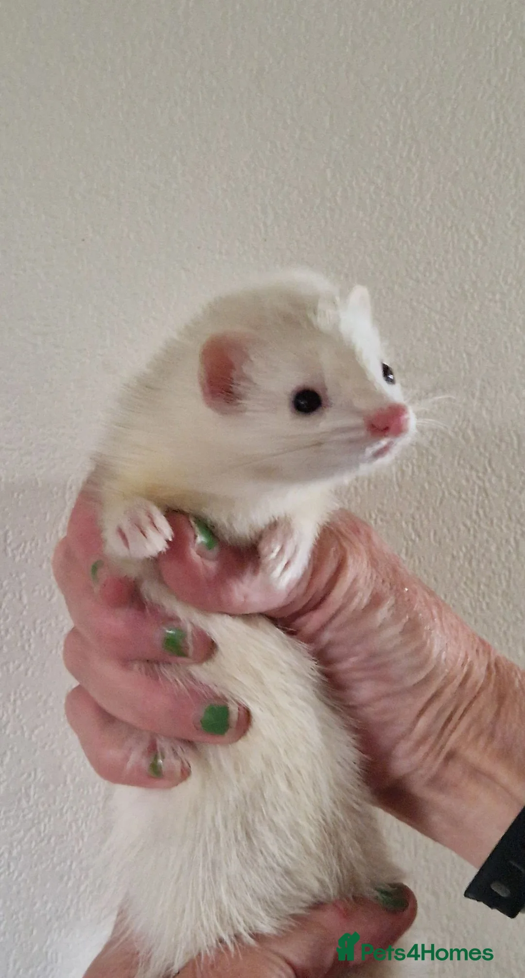 Ferret rodents for sale: Micro Ferrets - Advert 1