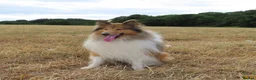 Rough Collie dogs for sale: Rough collie stud in Worksop - Advert 2