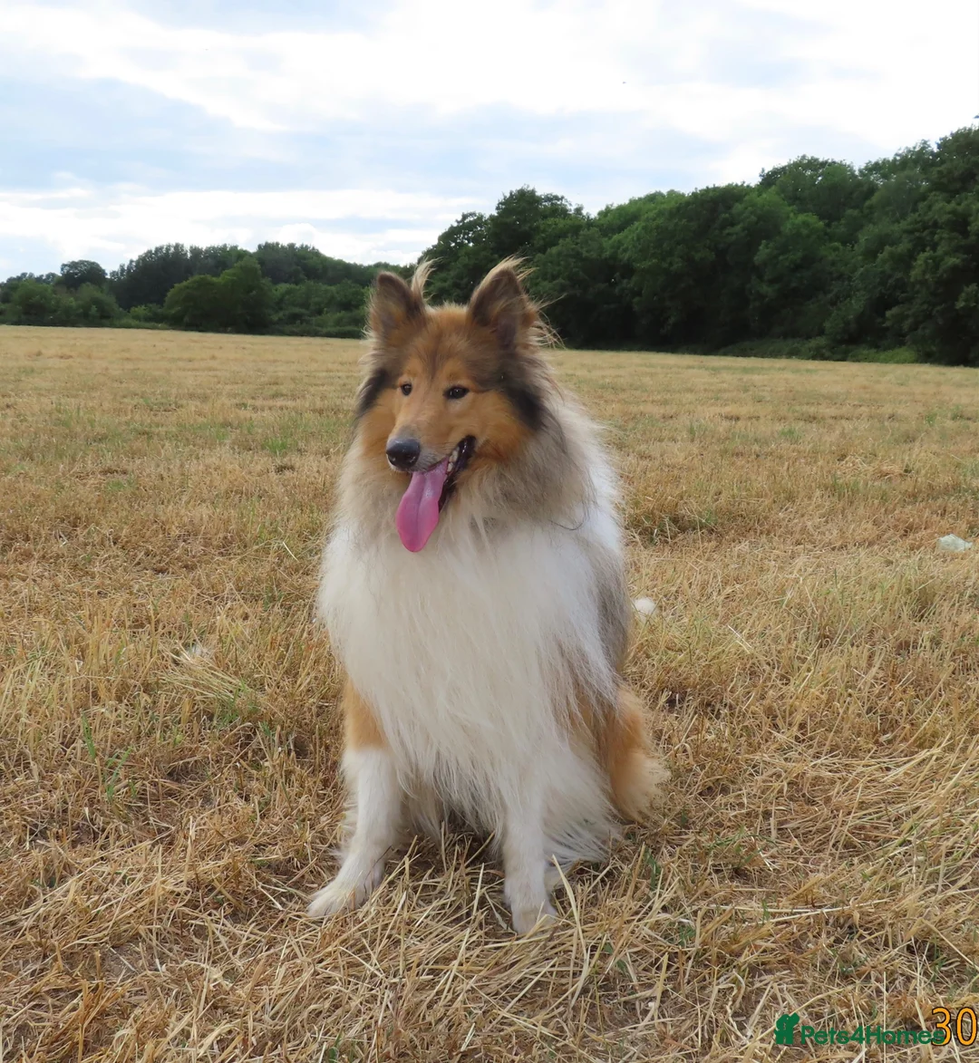 Rough Collie dogs for sale: Rough collie stud in Worksop - Advert 2