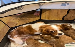 Cavapoo dogs for sale: CAVAPOO PUPPIES  - Advert 8