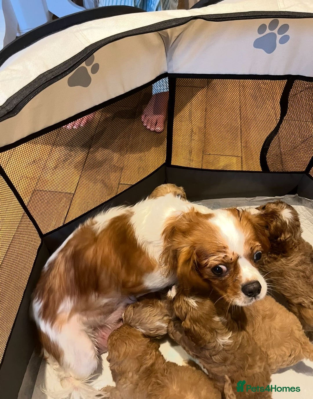 Cavapoo dogs for sale: CAVAPOO PUPPIES  - Advert 8