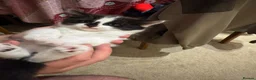 Mixed Breed cats for sale: My Four Adorable Kittens - Advert 3