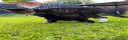 Mixed Breed cats for sale: Cheeky Kittens available- no cost - Advert 2