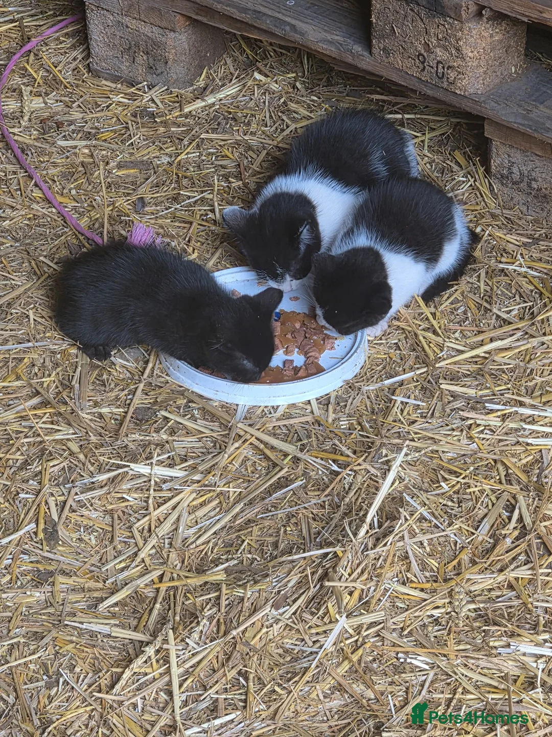Mixed Breed cats for sale: 2 kittens - Advert 4