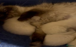 Ragdoll cats for sale: Beautiful Ragdoll kittens - Image 3