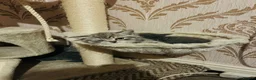 British Shorthair cats for sale: Tabby British shorthair kittens  - Advert 15