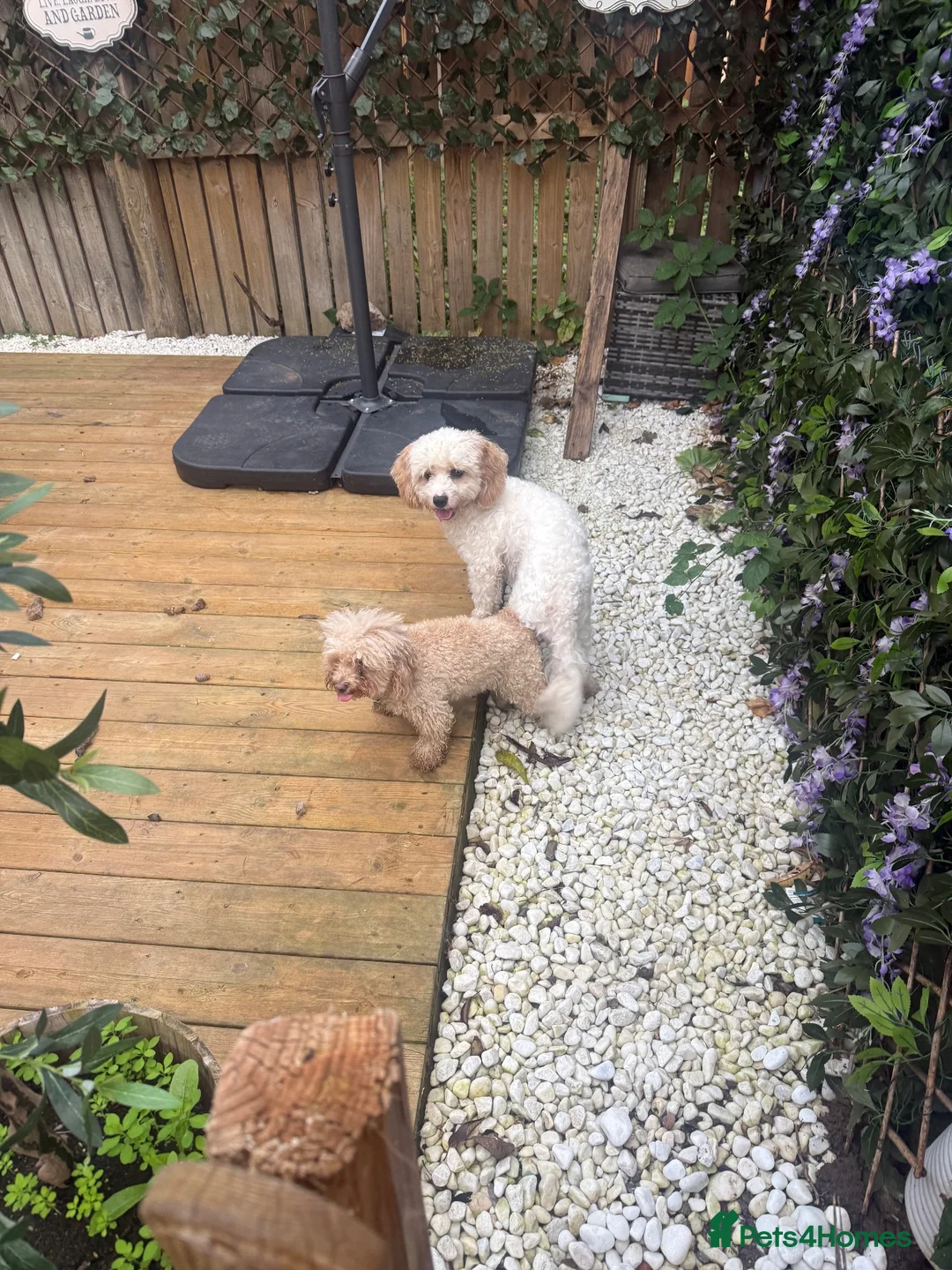 Cavapoochon dogs for stud: 🐾 Cavapoochon stud available – JAX 🐾 - Advert 2