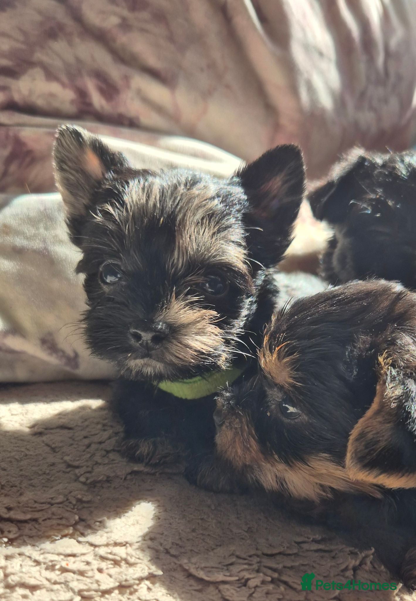 Yorkshire Terrier dogs Gorgeous Lilliputian Yorkies available  - Advert 2