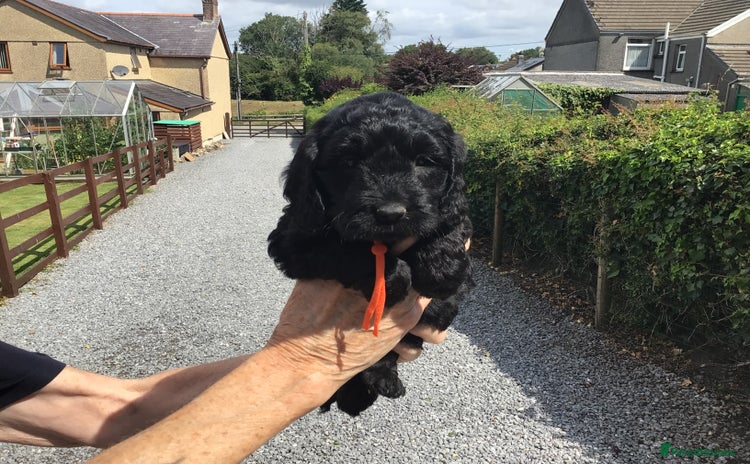 Cockapoo dogs - Advert 1