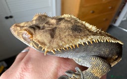 Gecko reptiles for sale: Beautiful Crested Gecko - Image 9
