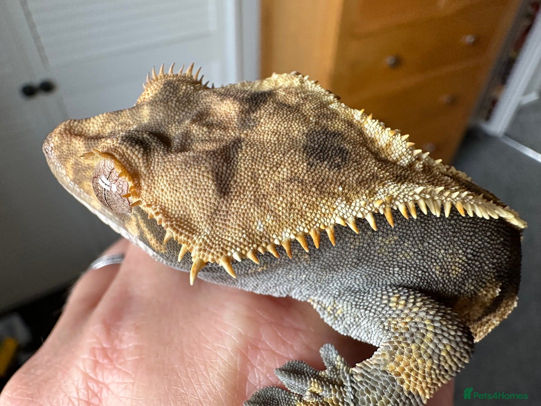 Gecko reptiles for sale: Beautiful Crested Gecko - Image 9