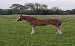 Irish Draught horses for sale: Irish Draught/ISH foals for sale  - Image 8