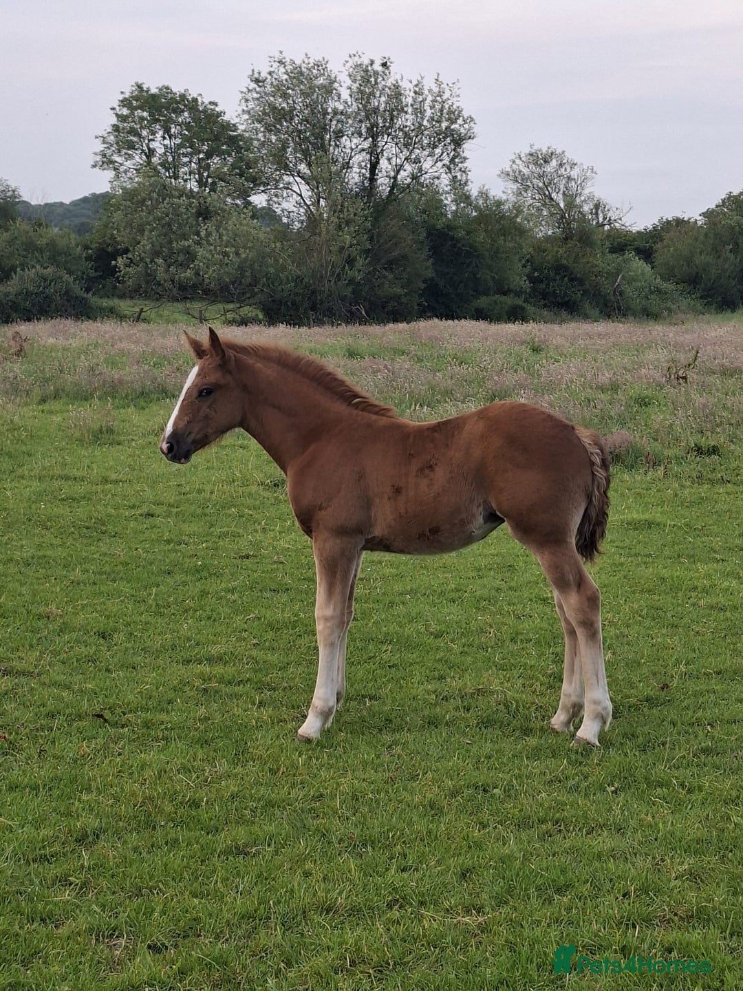 Irish Draught horses for sale: Irish Draught/ISH foals for sale  - Image 8