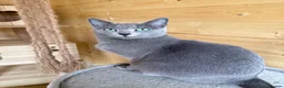 Russian Blue cats for sale: *TOP* Quality Pedigree Russian blue Kittens - Advert 8