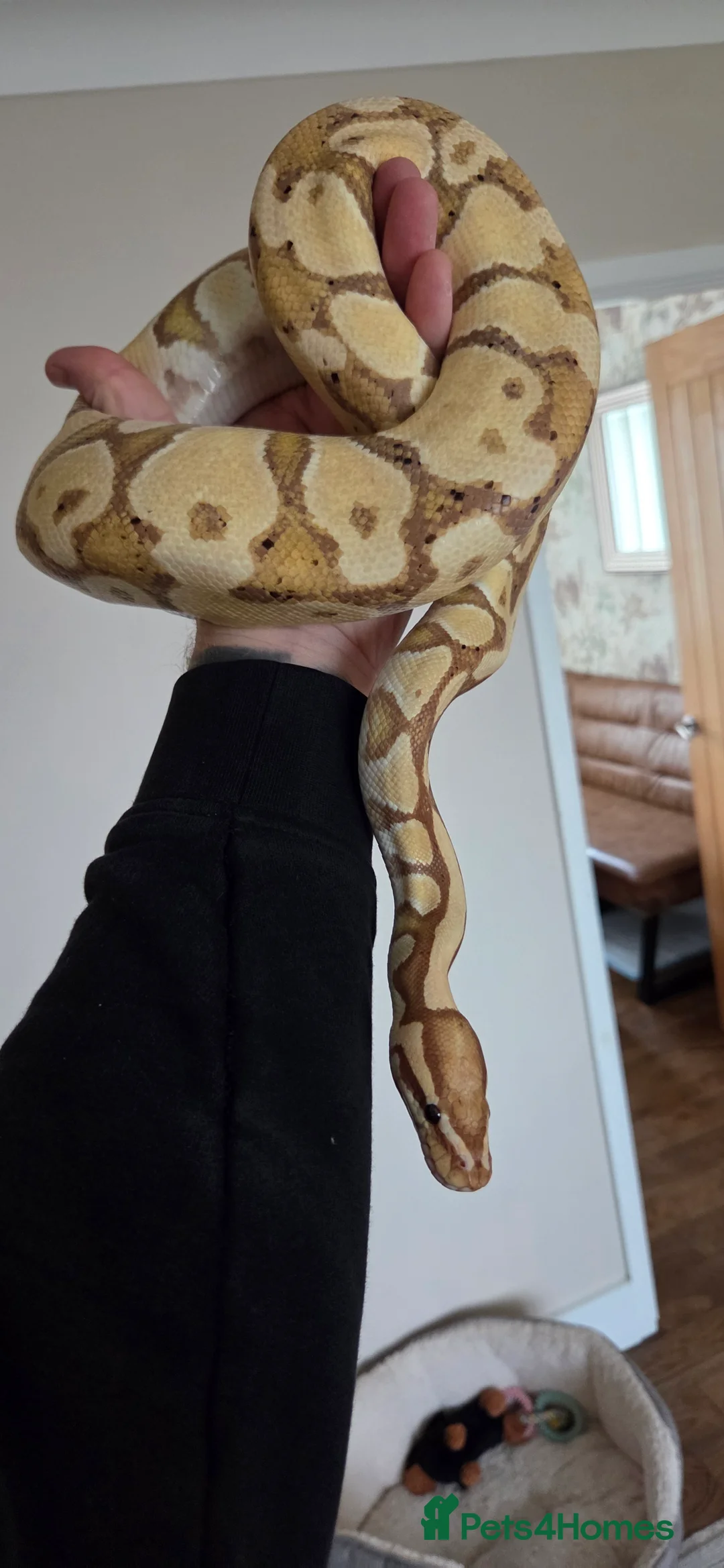 Python Snake reptiles for sale: Banana royal python  - Advert 7