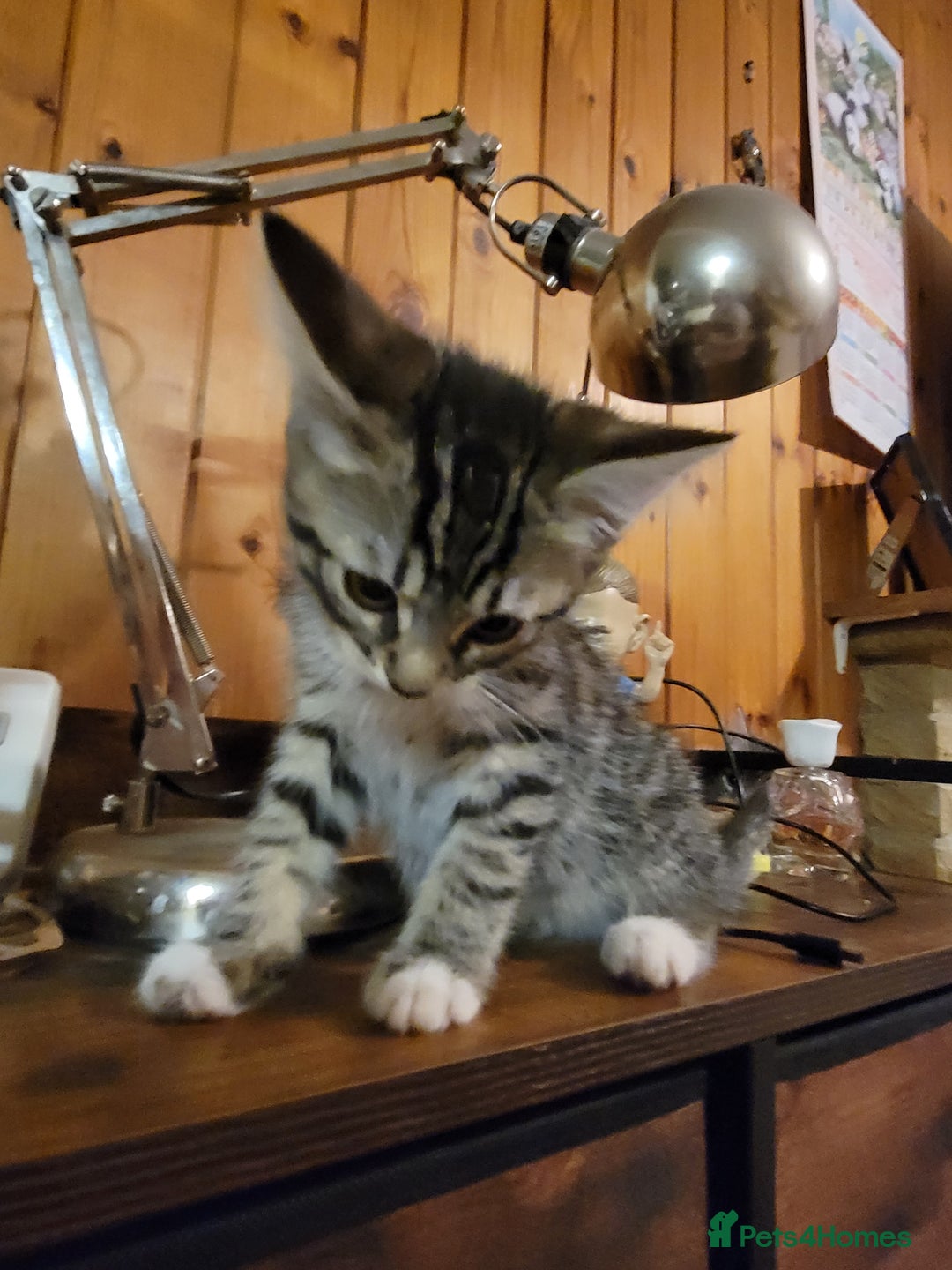 Mixed Breed cats for sale: 2 boys and 1 girl - Image 1