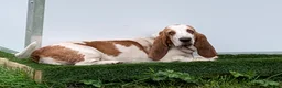Mixed Breed dogs for sale: Beautiful Springbatts - Advert 2