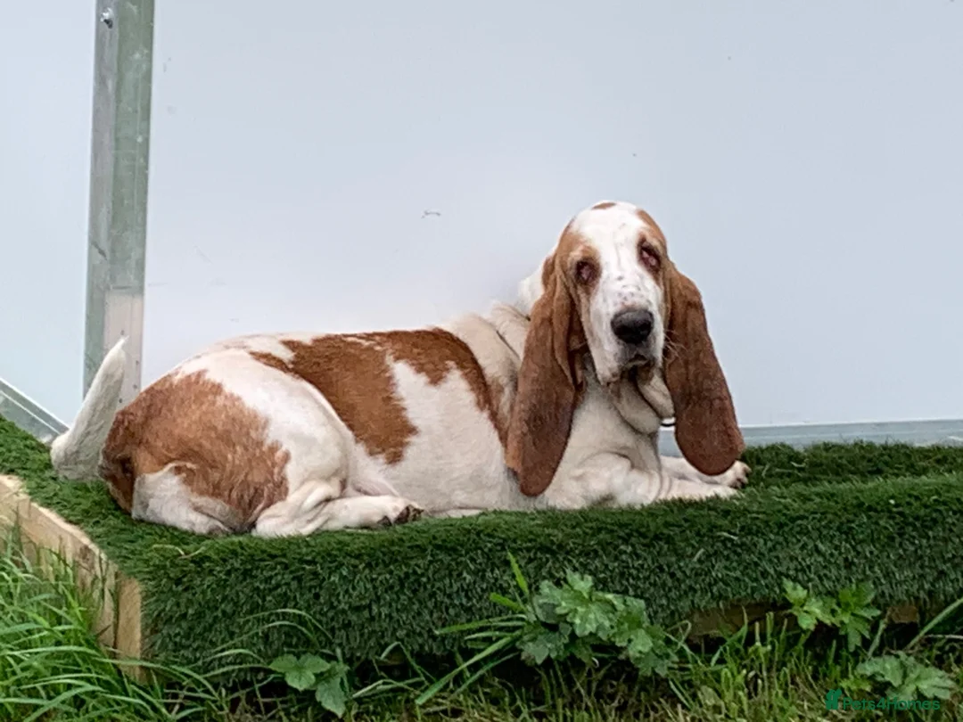 Mixed Breed dogs for sale: Beautiful Springbatts - Advert 2