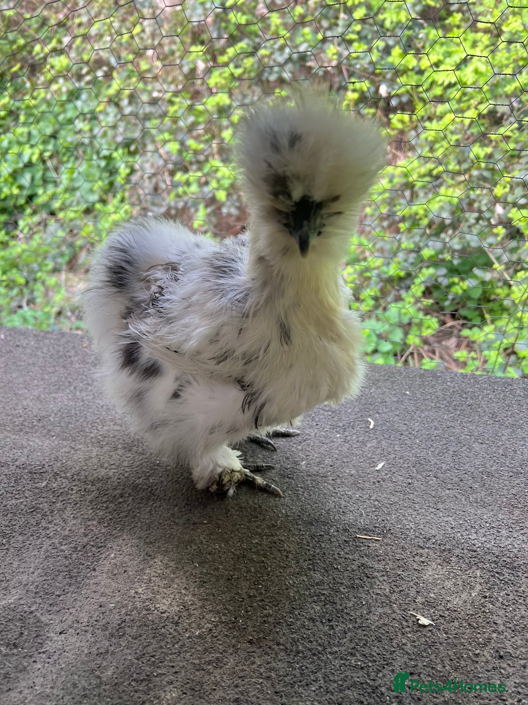 Chickens poultry for sale: HATCHING EGGS - Mixed Pekin & Silkie Bantams  in Warrington - Advert 12