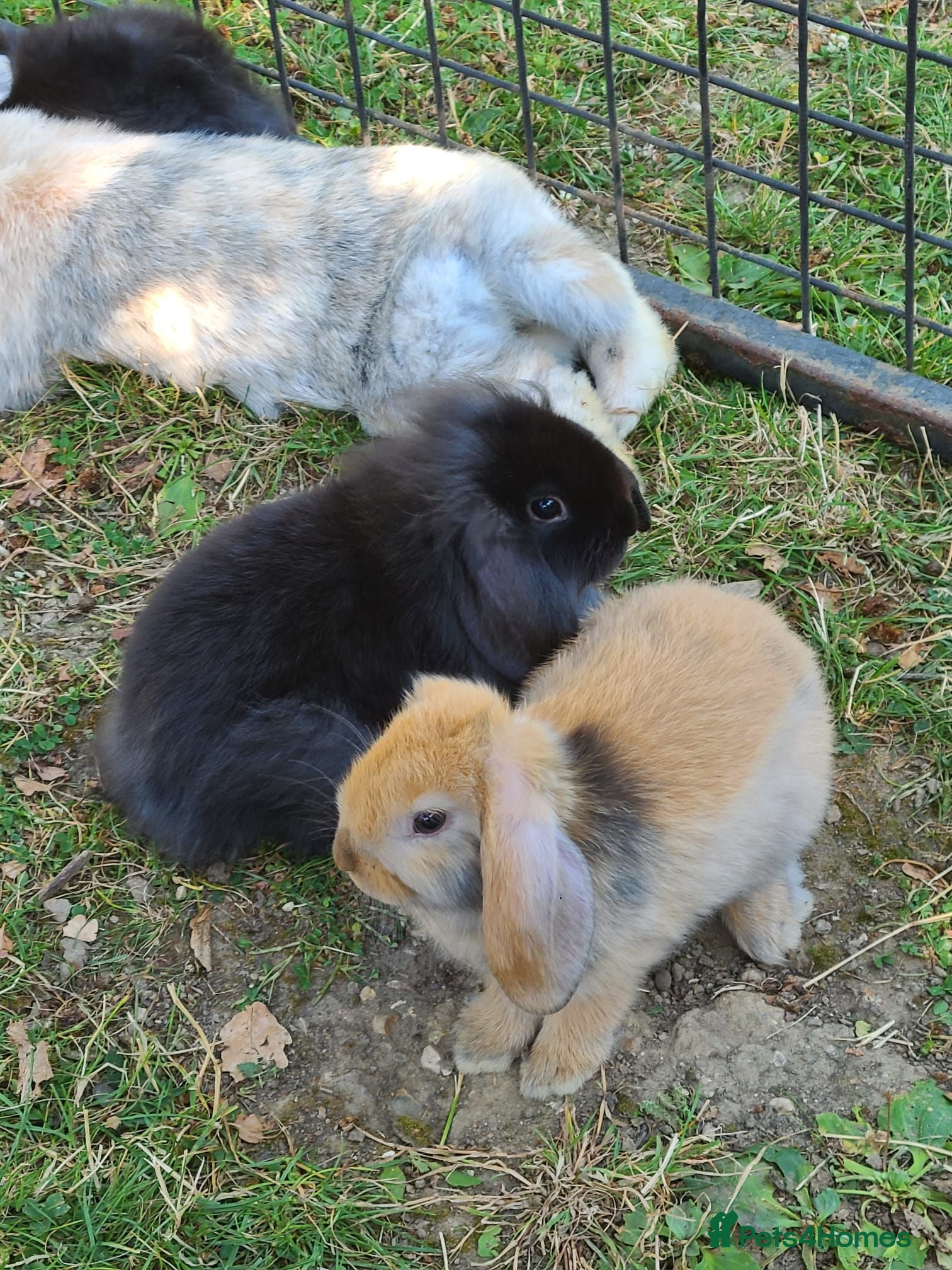 Mini Lop rabbits 🐰6 Mini Lop x Angora Baby Bunnies for Sale🐰 - Advert 1