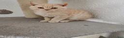 British Shorthair cats for sale: Stunning GCCF reg kittens ready to leave now! - Advert 5